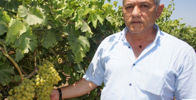 Üzüm hasat dönemi başladı