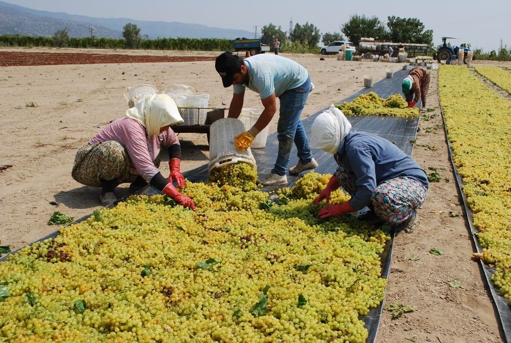 Üzüm işçilerinin beklediği fiyatlar açıklandı 