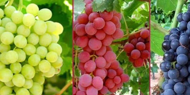 Üzüm kemik gelişimine bakır, demir ve manganez sağlar, hazine gibi! Üzüm çekirdeğinin öyle bir şey...