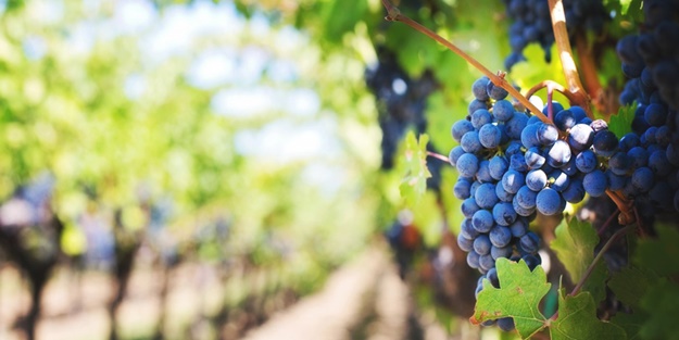 Üzüm lekesi nasıl çıkar?