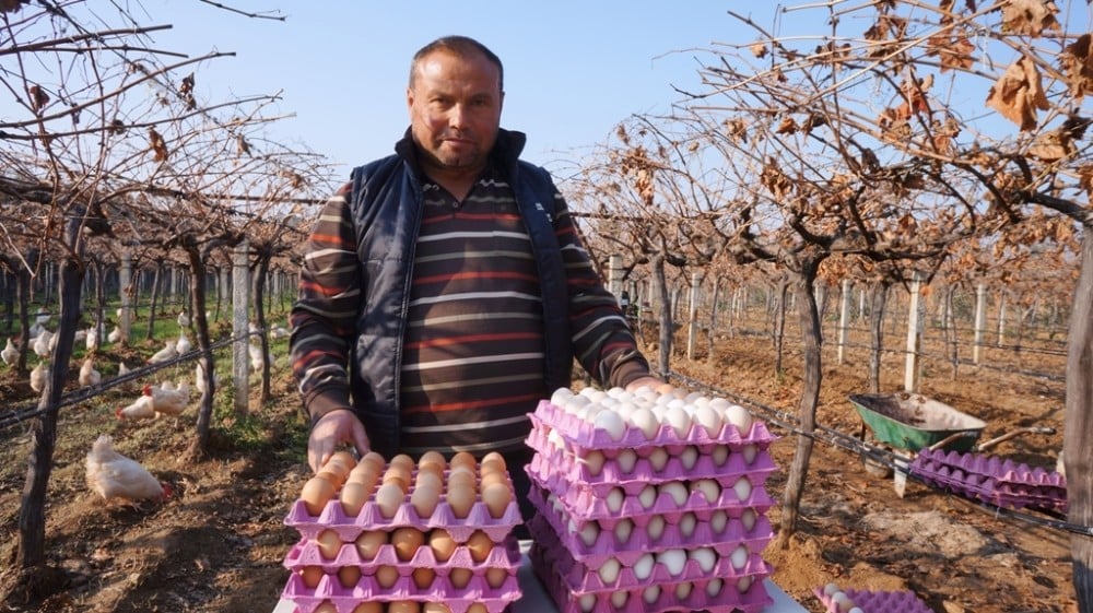 Üzüm üreticisi ’gezen tavuk’ hayalini gerçekleştirdi 