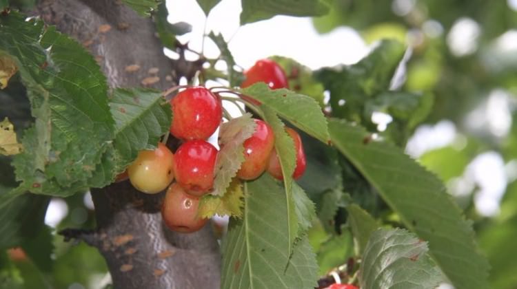 Üzüm ve kirazda almanya çıkarması