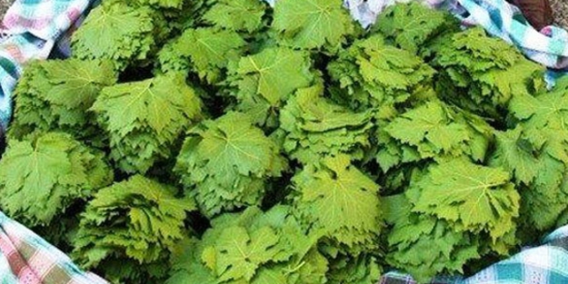 Üzüm yaprağı üreticinin yüzünü güldürüyor