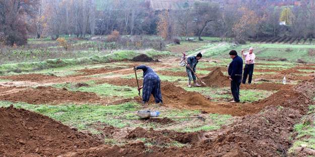 Üzümde fiyat düşünce çiftçiler cevize yöneldi