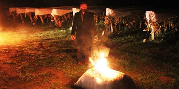 Üzümlerini gözü gibi koruyor