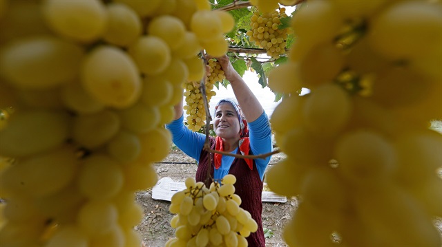 'Üzümün çöpü' ekonomiye kazandırılacak