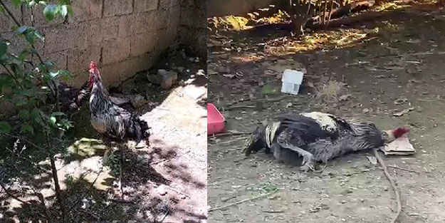 Uzun uzun öterken nefesi tükenip bayıldı! Bu horoz sosyal medyada gündem oldu