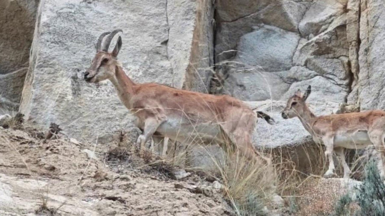 Uzundere'de dağ keçileri kameraya yakalandı