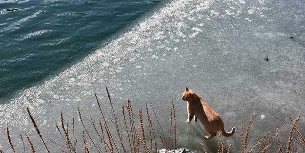 Uzungöl'ün bir kısmı buz tuttu