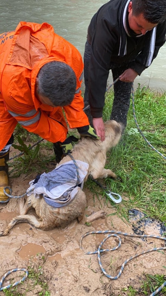 Vadide sel sularıyla mahsur kalan 2 köpek ve 3 kedi kurtarıldı 