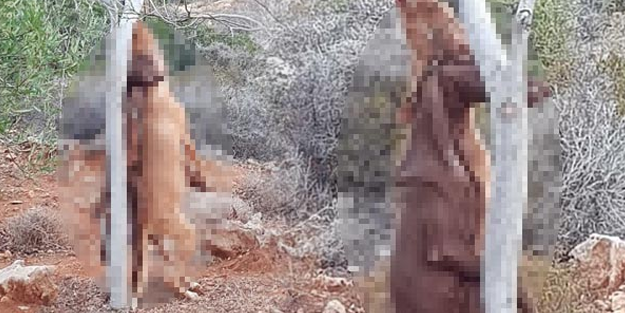 Vahşet! 2 köpeği ağaca asıp öldürdüler