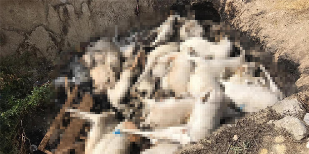 Vahşet! Aç bırakıp öldürdükten sonra çukura atıp yaktılar