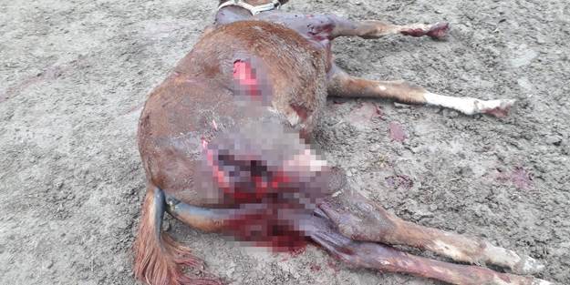 Vahşet! Aç kalan köpekler atları parçaladı