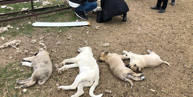Vahşet! 22 köpek zehirlenerek öldürüldü