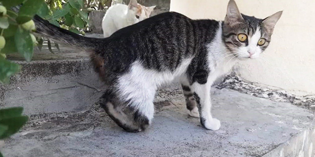 Vahşet! Ayakları kesilen sokak kedileri vatandaşları tedirgin ediyor