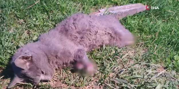 Vahşet! Bacakları kesilmiş kedi bulundu
