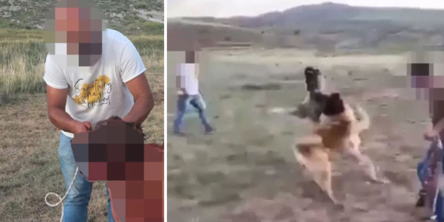 Vahşet! Dövüştürdükleri Kangal köpekleri kanlar içindeyken sahipleri de tezahürat yaptı