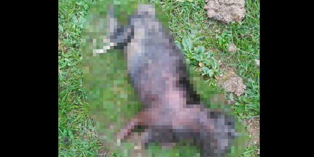 Vahşet! Kocaeli'de yakılmış kedi bulundu