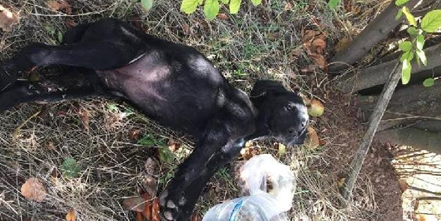 Vahşet! Köpekleri ağaca asıp tüfekle vurmuşlar