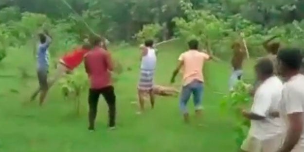 Vahşet! Köye giren kaplanı sopalarla öldüresiye dövdüler