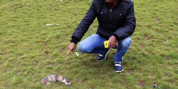 Vahşet! Kulakları ve ayaklarını kesip parka bıraktılar