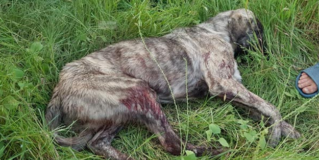 Vahşet! Rahatsız ediyor diye köpeği av tüfeğiyle vurdu!