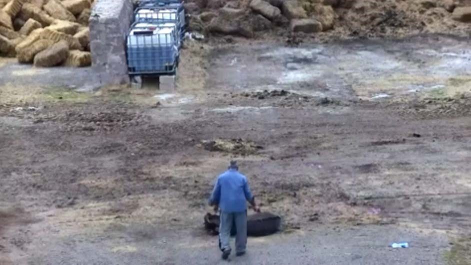 Vahşet saniye saniye kamerada! Eşeği bıçakladı atları zehirledi