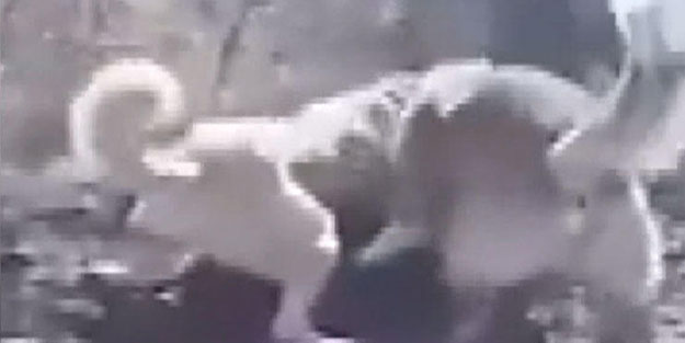 Vahşet! Sokak köpeğini parçalattı