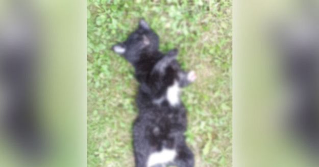 Vahşet! Yavru kedi böyle bulundu