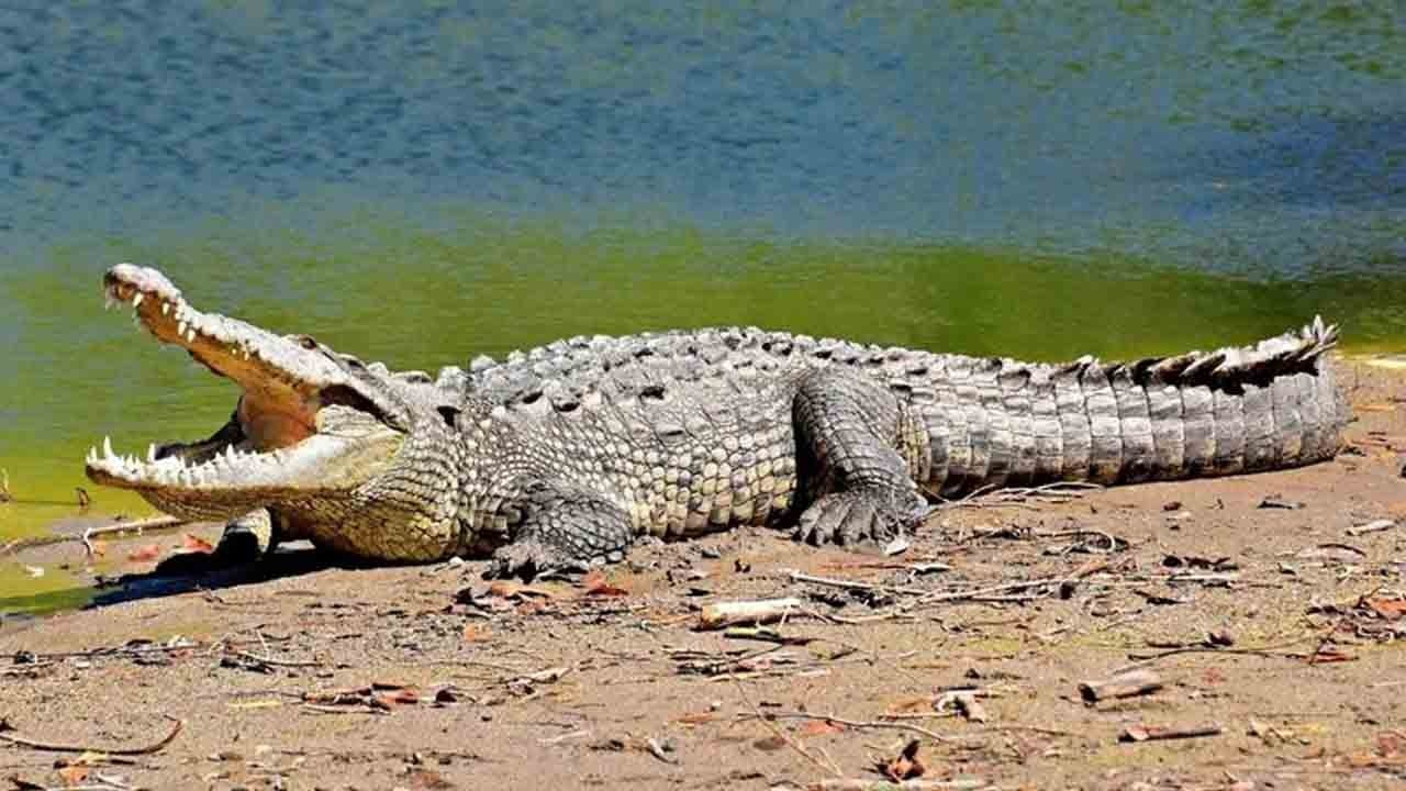 Vahşetin böylesi: Öldürüp timsahlara attılar!