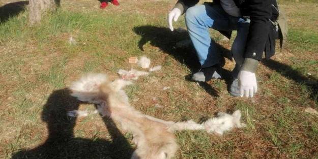 Vahşetin fotoğrafı: Köpeğin derisini yüzüp yol kenarına attılar