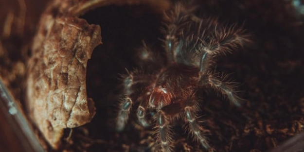 Vahşi doğada ilk kez görüldü!