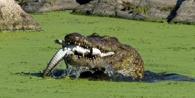 Vahşi doğada sıra dışı anlar!