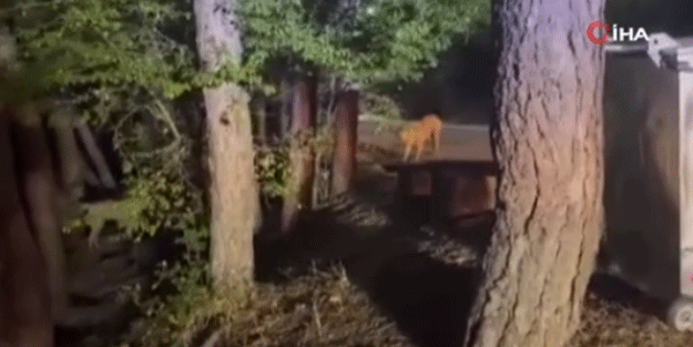 Vahşi doğada tehlikeli karşılaşma! Ayılarla köpekler bir anda burun buruna geldi...