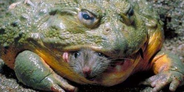 Vahşi doğadan en acımasız saldırılar - FOTO