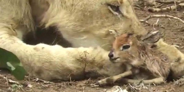 Vahşi doğadan fotoğraflar