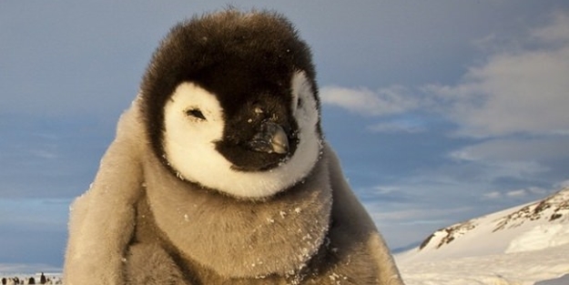 Vahşi doğadan harika kareler - FOTO