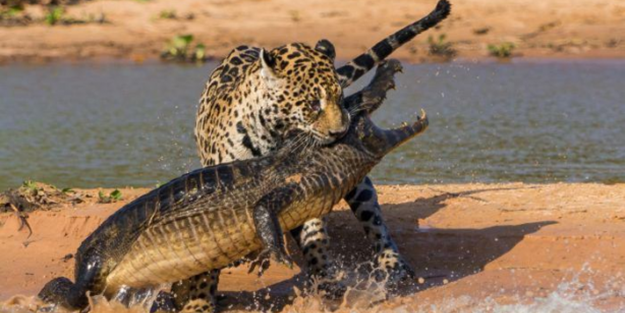 Vahşi doğadan ilginç kareler