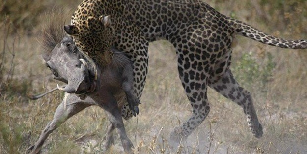 Vahşi doğadan inanılmaz görüntüler!