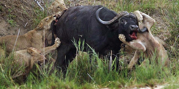 Vahşi doğadan inanılmaz kare!