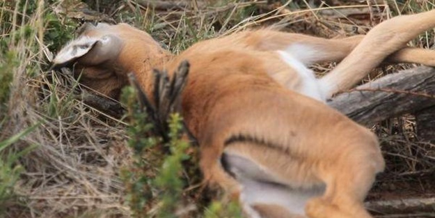Vahşi doğadan inanılmaz kareler!