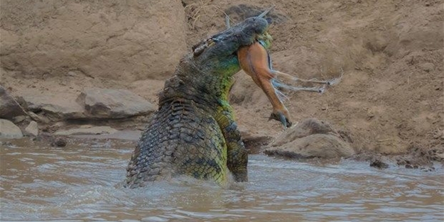Vahşi doğadan inanılmaz kareler
