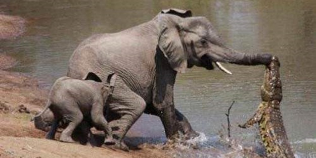 Vahşi doğadan korkunç görüntüler!