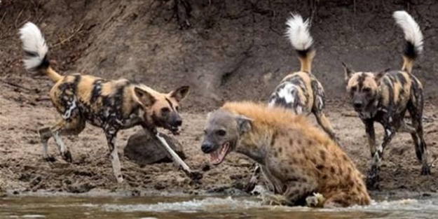 Vahşi doğadan ölümcül kavgalar - FOTO