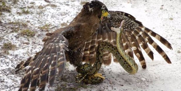 Vahşi doğadan tuhaf görüntüler - FOTO