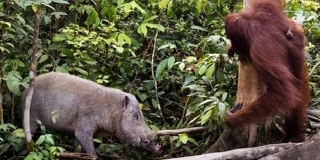 Vahşi doğanın acımasızlığı!