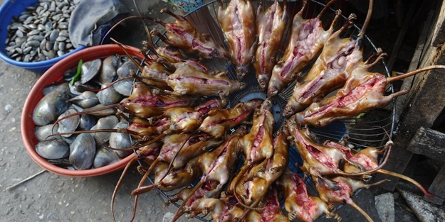 Vahşi hayvan pazarlarında farklı koronavirüs türleri keşfedildi