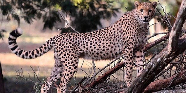 Vahşi hayvan sayısı hızla azalıyor