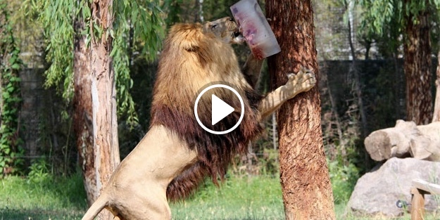 Vahşi hayvanlar böyle serinledi