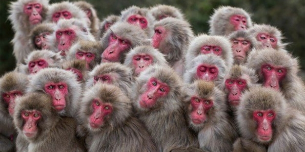 Vahşi Yaşam Fotoğraf Yarışması sonuçlandı